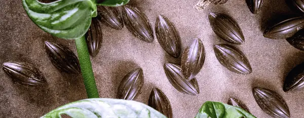 Le chocolat va-t-il devenir un luxe ?